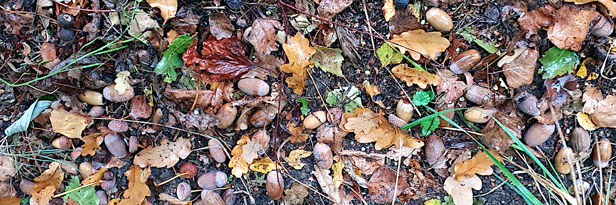 De grond is bezaaid met herfstbladeren en eikeltjes.