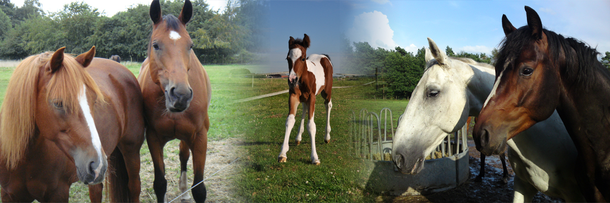 Compositie van 3 foto's waarop 4 paarden en een veulen te zien zijn.