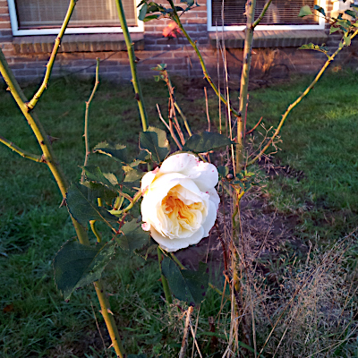 Een kale rozenstruik met een bloeiende witte roos.