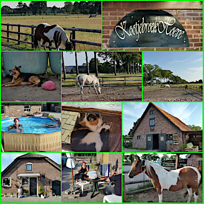 Foto's van paarden, boerderij, stal en zwembadje.