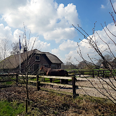De grond naast de buitenbak met afgeknipte braamstengels en op de achtergrond de boerderij en witte wolkjes in een blauwe lucht.