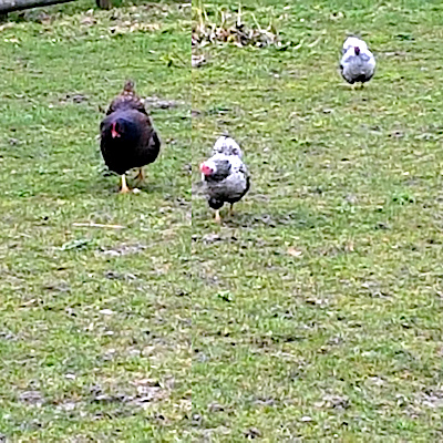 De kippen Rikkie, Puk en Pelle zijn bezig met hun dagelijkse wandeling.